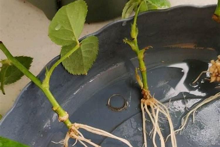 月季如何施磷酸二氢钾