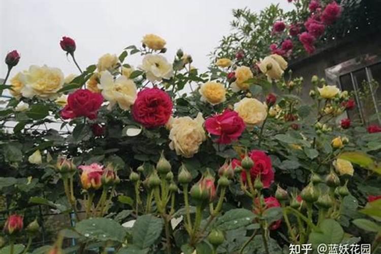 磷酸二氢钾浇月季花使用方法