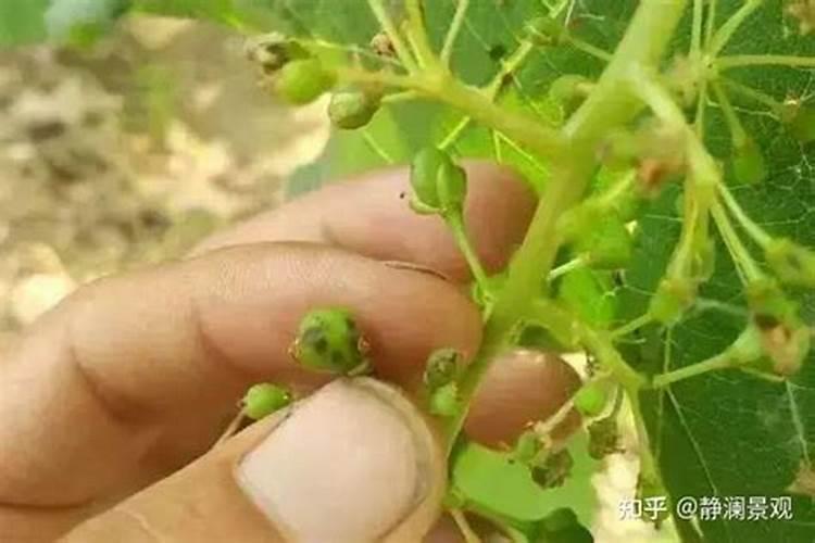 低钾血症应吃什么食物