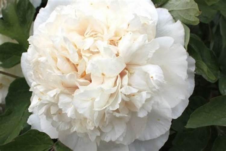 牡丹花施什么肥料最好