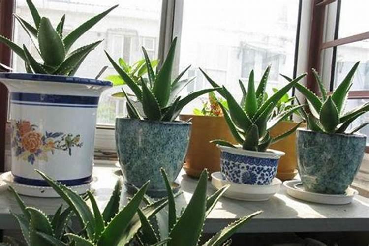 芦荟怎么养 做好这六点
