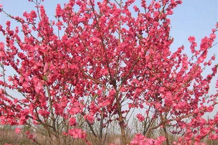 三角梅有花蕾后怎样浇水,施肥