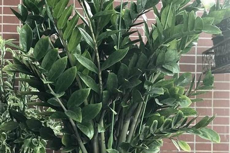 金钱树怎么施肥以及养殖 植株生长欠佳