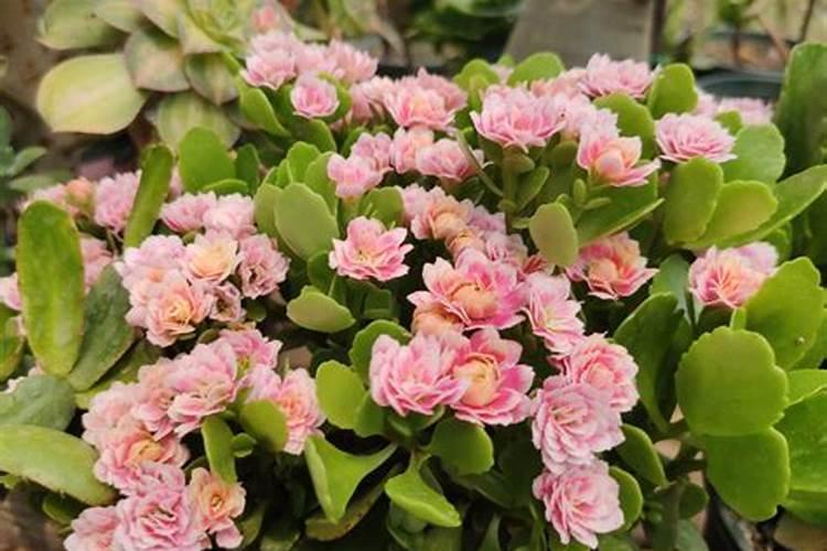 长寿花用什么肥料好