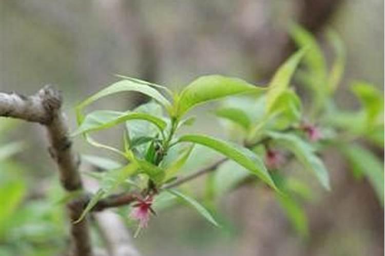 家庭如何利用厨余自制阳台种菜种花肥料