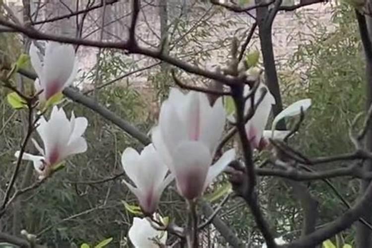 农家肥中有那些元素 农家肥含有的元素简述