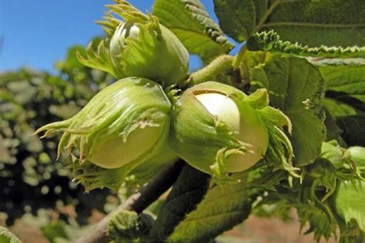 大榛子的栽培与管理技术