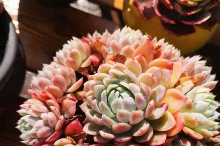 种白菜如何施肥