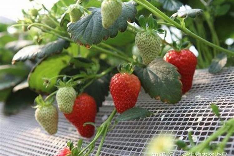 草莓开花结果的时候需要施肥吗