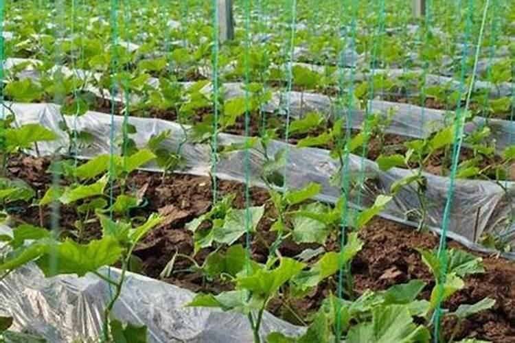 大棚里种植西红柿怎么施肥最好