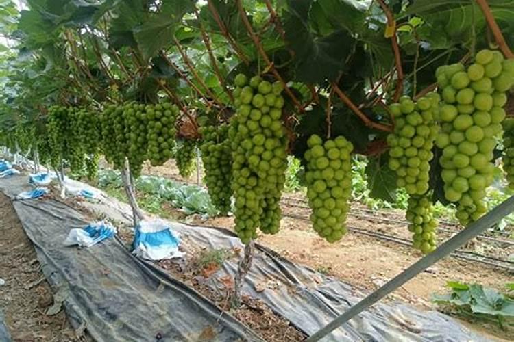 葡萄萌芽期施什么肥 葡萄萌芽期施什么肥好
