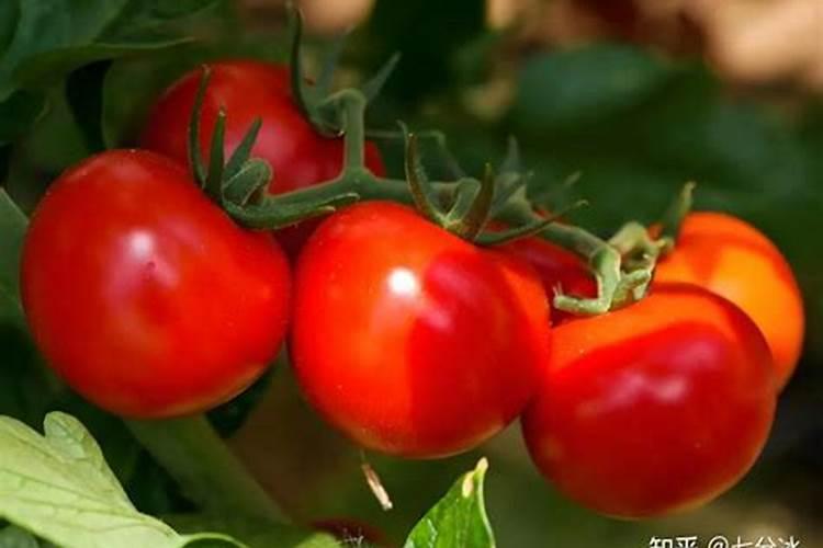 草木灰是补什么