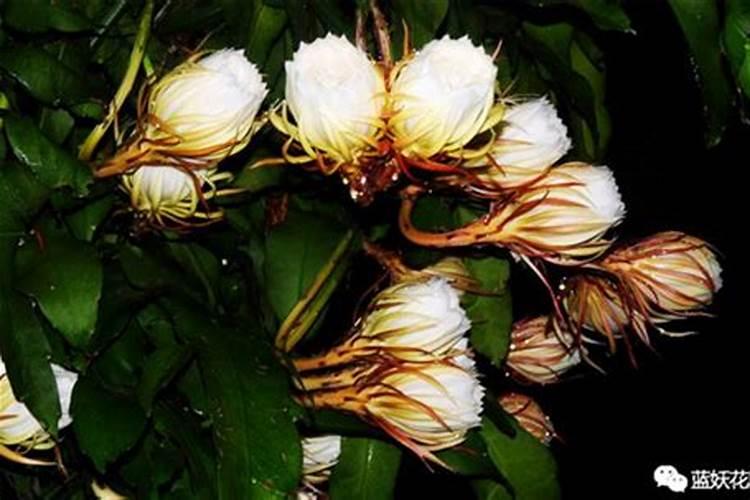 昙花施肥用什么肥料 有哪些肥料