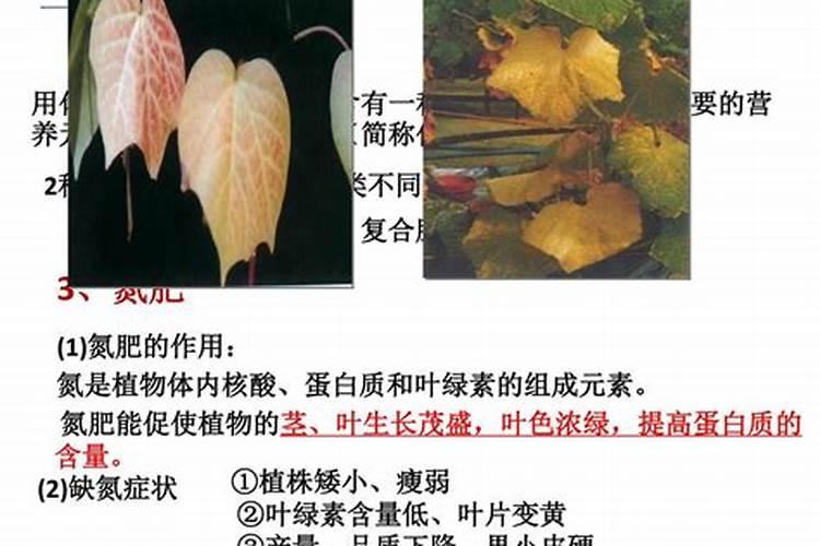 高氮水溶肥有什么效果