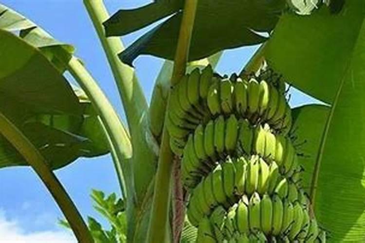 种椰子树的正确方法