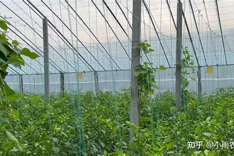 农用硝酸钾的作用与用途