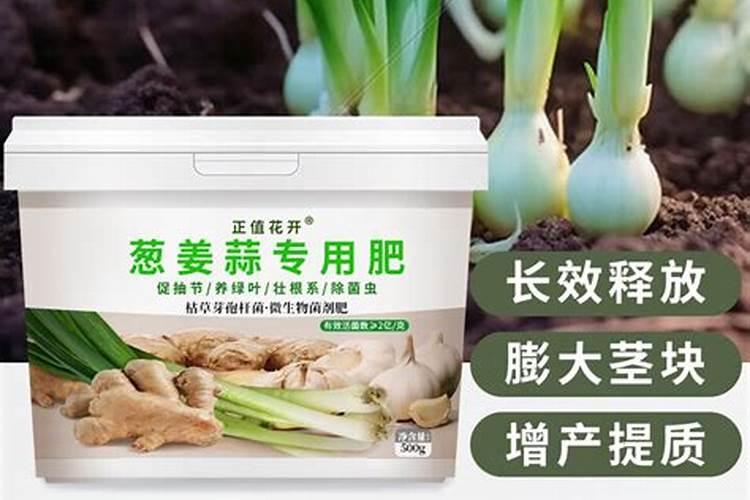 种的青菜发芽了怎么办