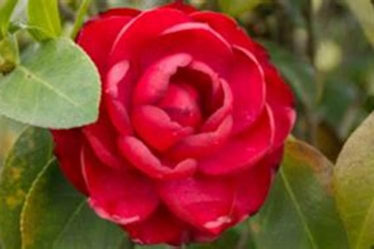 茶花开完花后需要施肥吗