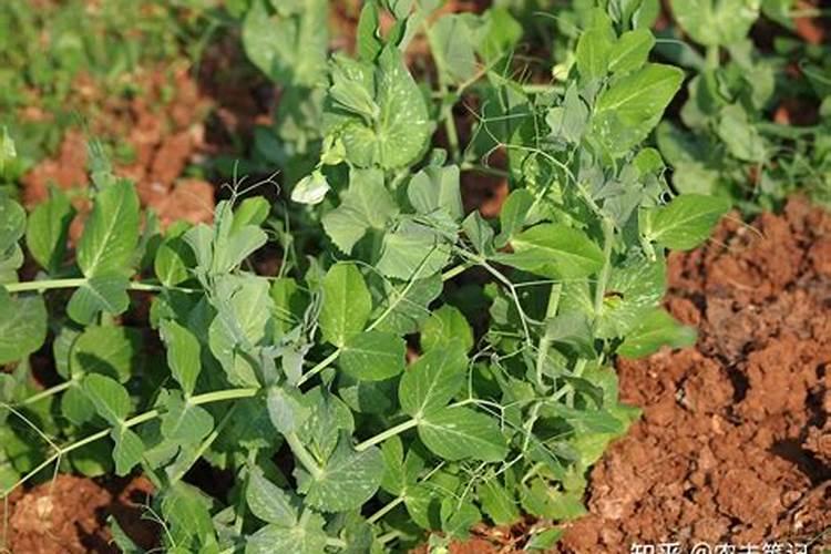 绣球花施什么肥