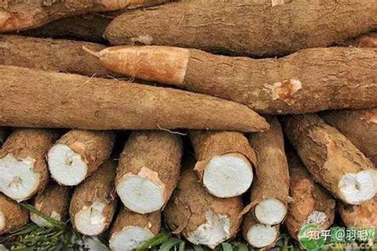 黄蒿苗的功效与作用有哪些呢？该如何去种植呢？