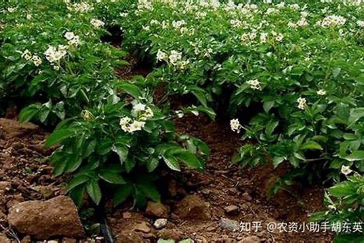 花菜的种植技术