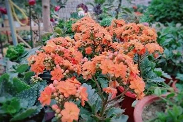 室内养花用什么肥料花开不断