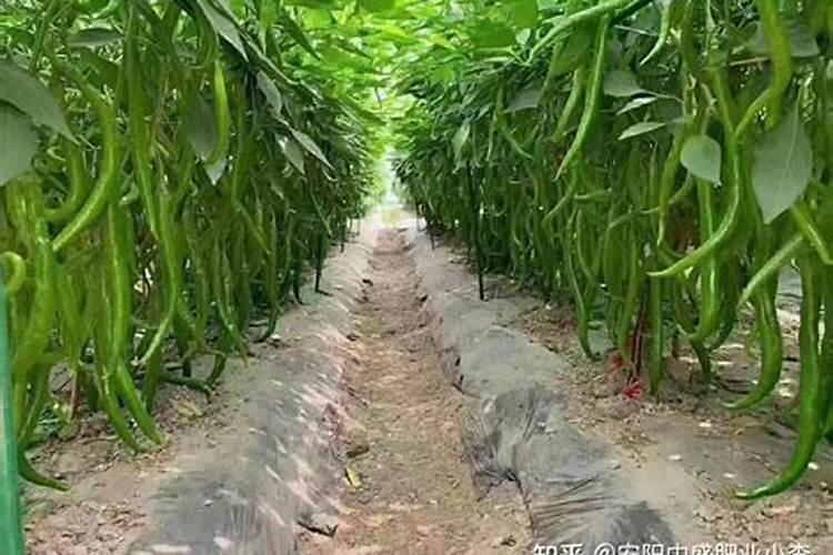 秋季辣椒追什么肥还可再结辣椒