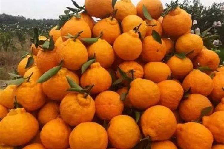 西瓜籽直接种土里行吗