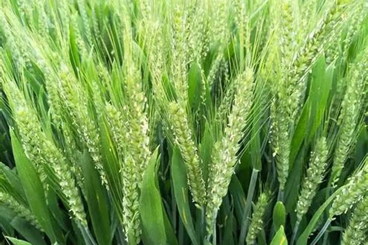 国内比较好水溶肥厂家有哪些