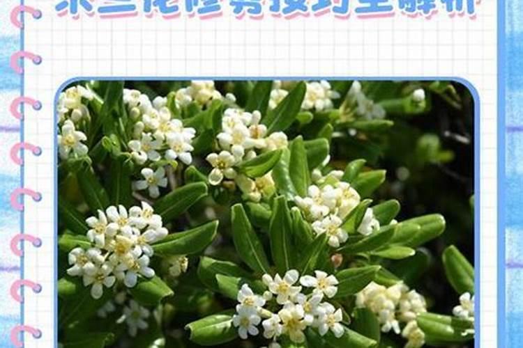 养米兰花都需要什么肥料;什么东西可以当养花的肥料