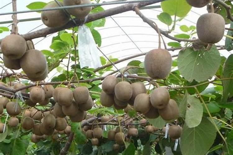 我家种了科草莓无意中洒了花肥,之后结了草莓,这草莓能吃吗？对人体