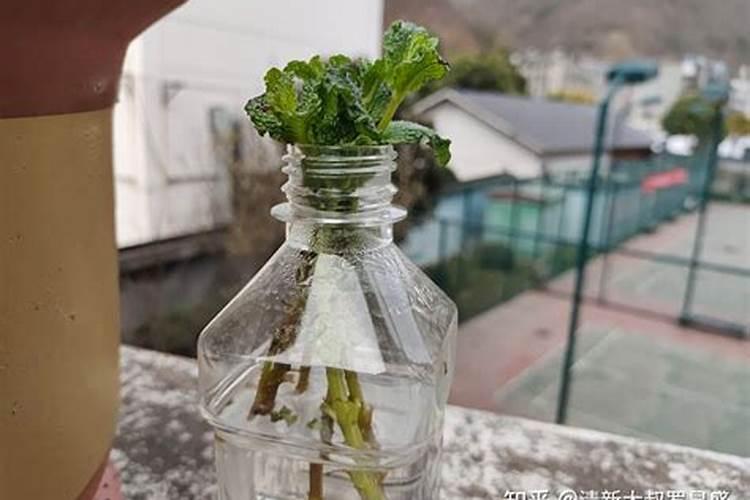 水溶肥厂家哪个好？赵老板看好它