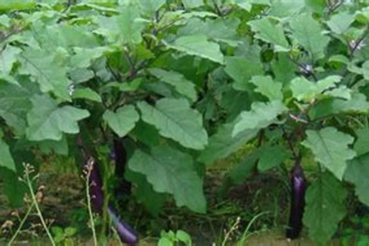 磷酸二氢钾控旺使用次数