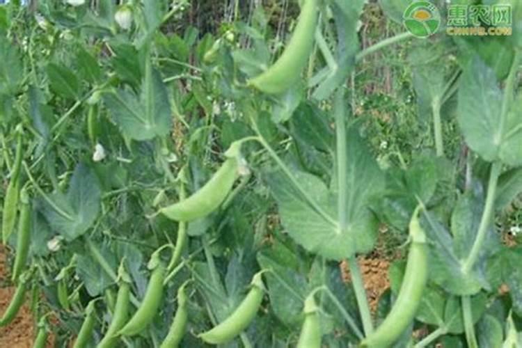 豌豆高产种植技术 豌豆怎么施肥