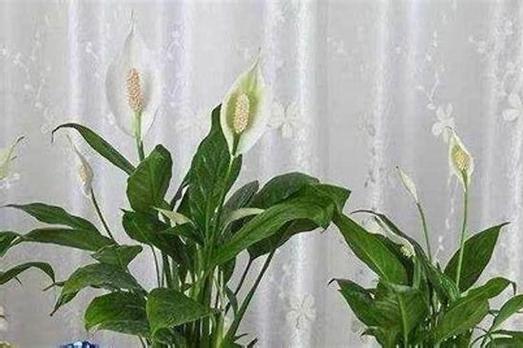 水溶肥使用时注意事项、方法与用量？