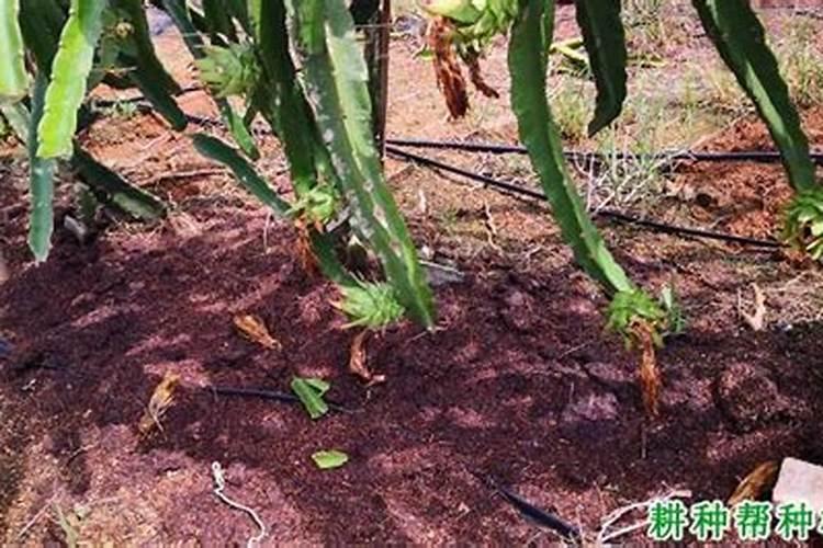 怎么种植火龙果技术施肥