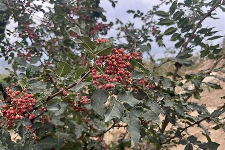 花椒树什么时间施肥