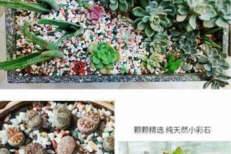 养花用什么肥料最好