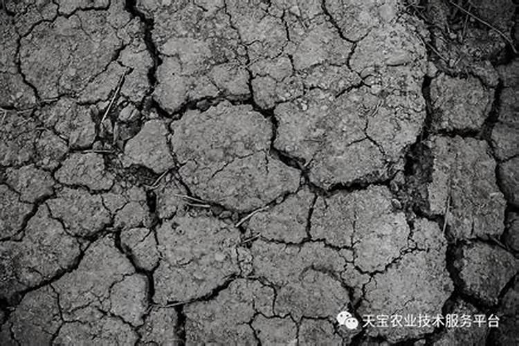 不影响下茬的除草剂