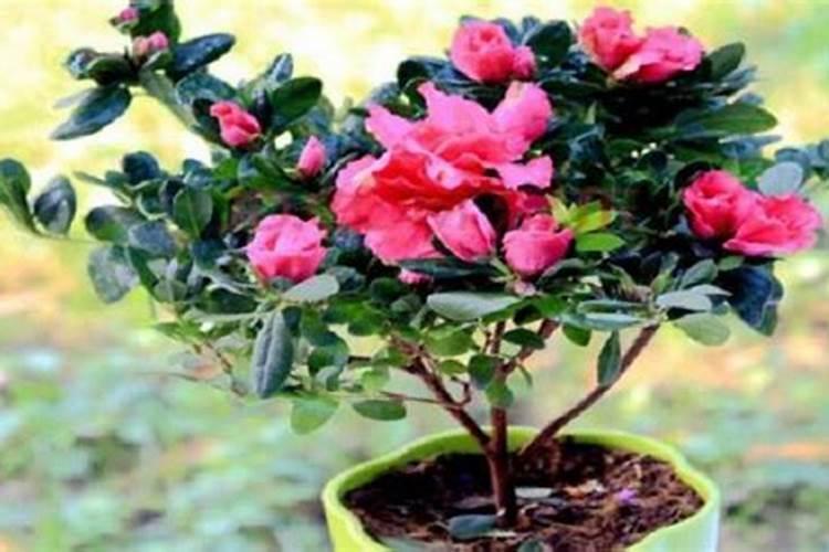 杜鹃花施什么肥最好 适合用什么肥料