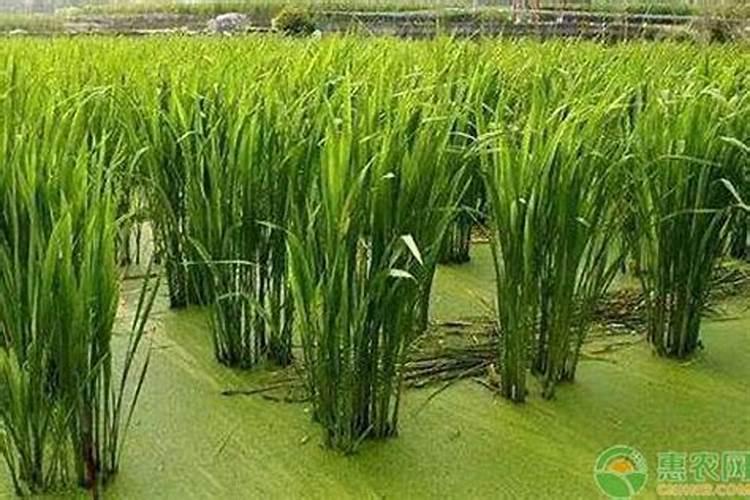 药肥的药肥市场现状