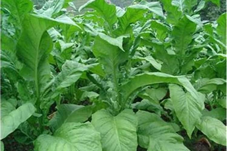 大豆结荚期用什么叶面肥