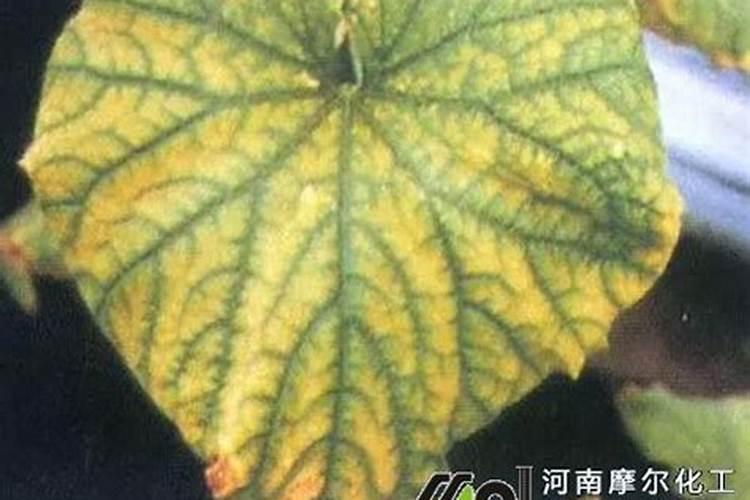香瓜裂果会给果农带来巨大的损失,应该如何预防呢？