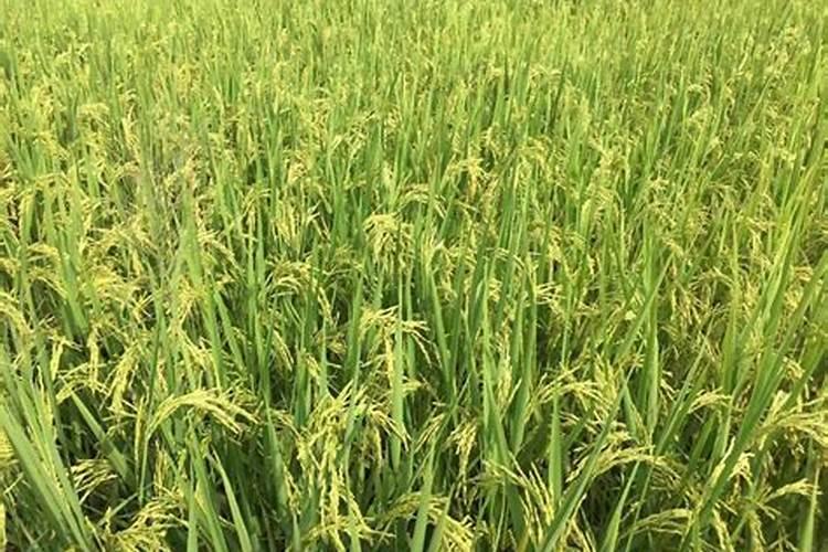 水稻黄叶病用什么农药