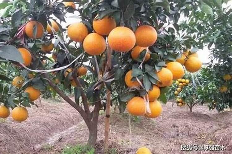 新栽柑橘幼苗怎么施肥 一年需要施几次肥