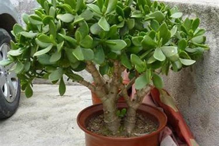 胡柚皮要怎么煮有什么好处