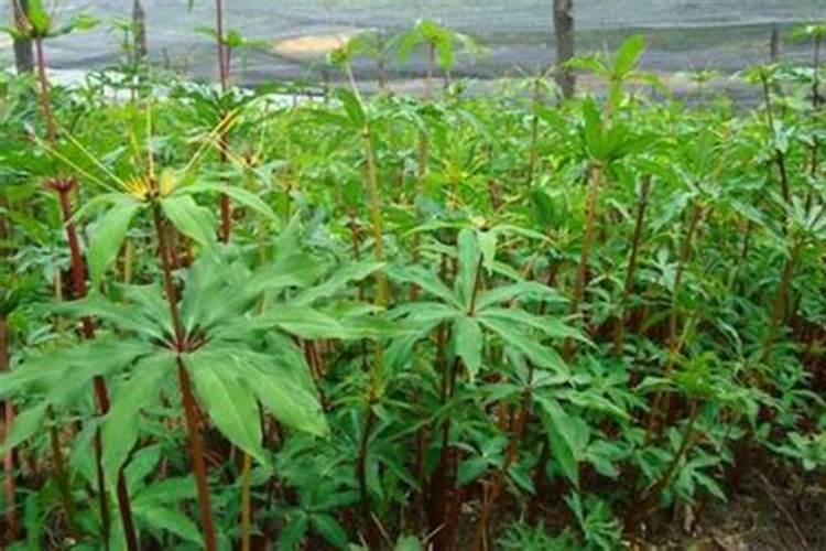 问一下滇重楼种植方法是怎样的？谁能够说说看？