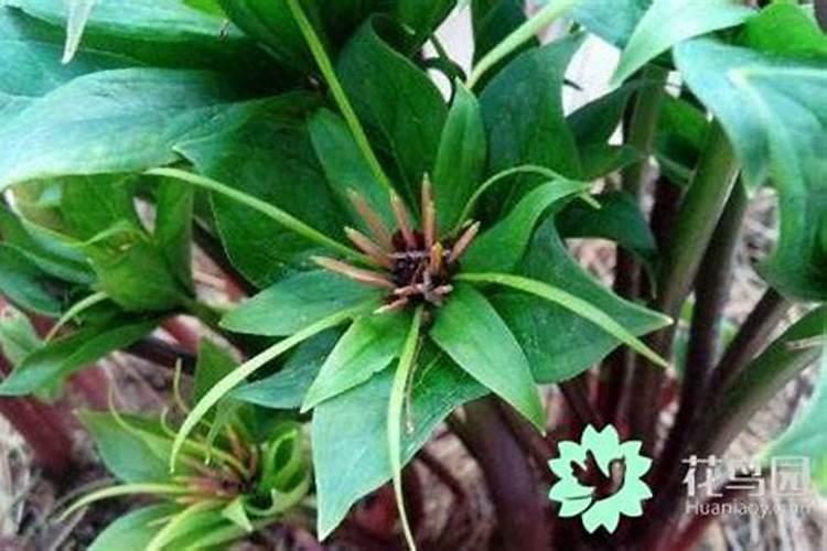 种重楼用什么肥料好