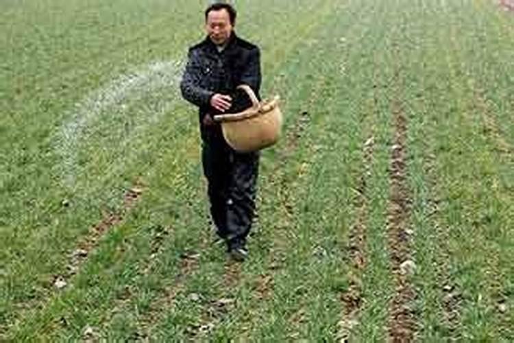 植物营养有哪些