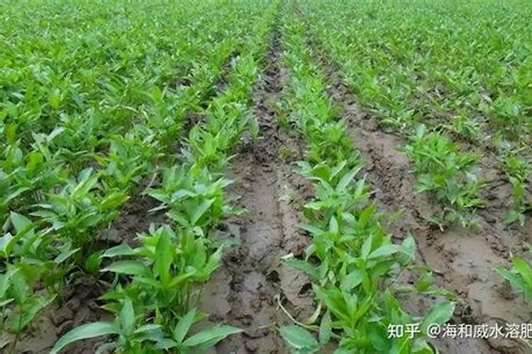 菠萝催花时间和方法